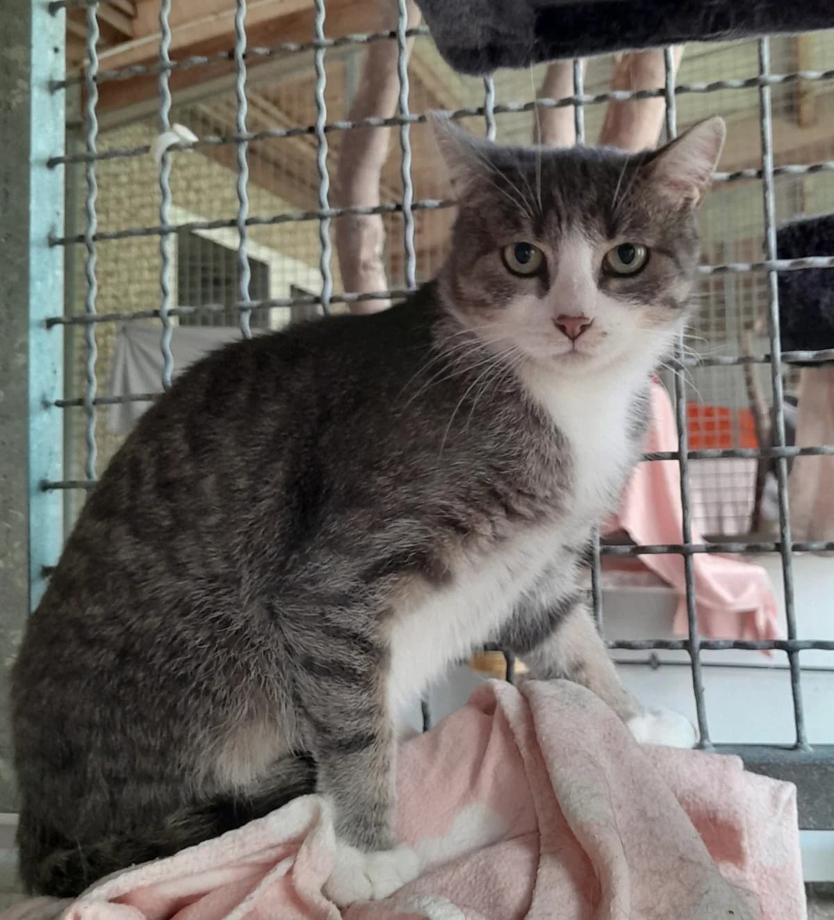 Gaya, silber female 5yo European Shorthair for adoption at Tierheim Velbert, Velbert