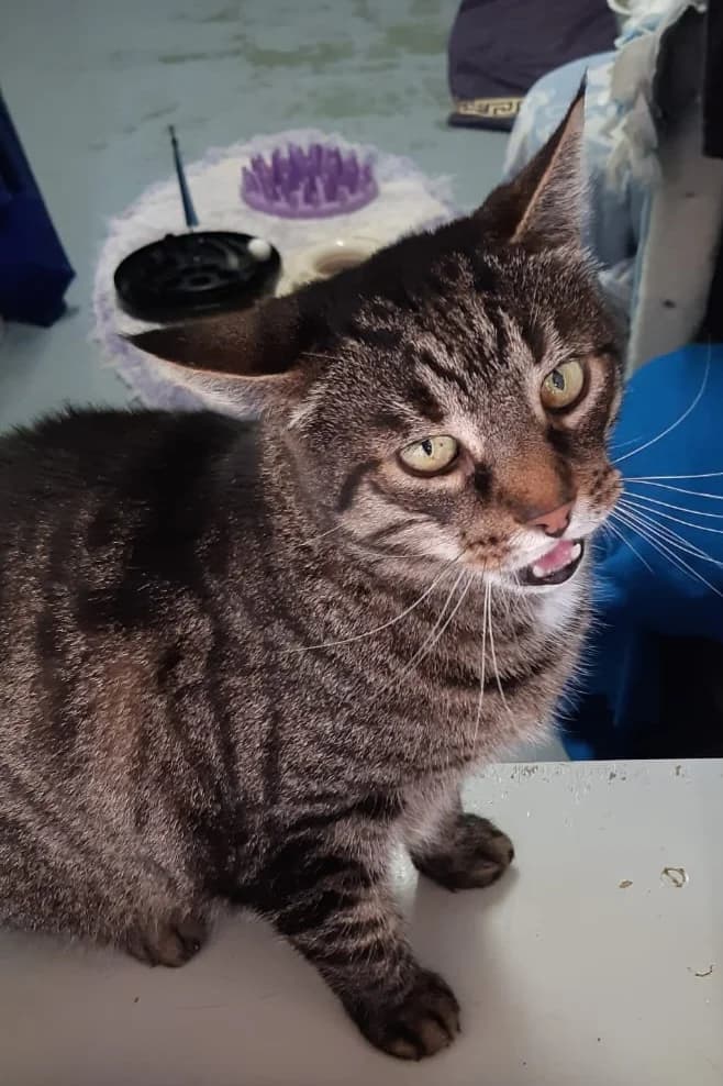 Hunter, getigert male 5yo European Shorthair for adoption at Tierheim Velbert, Velbert