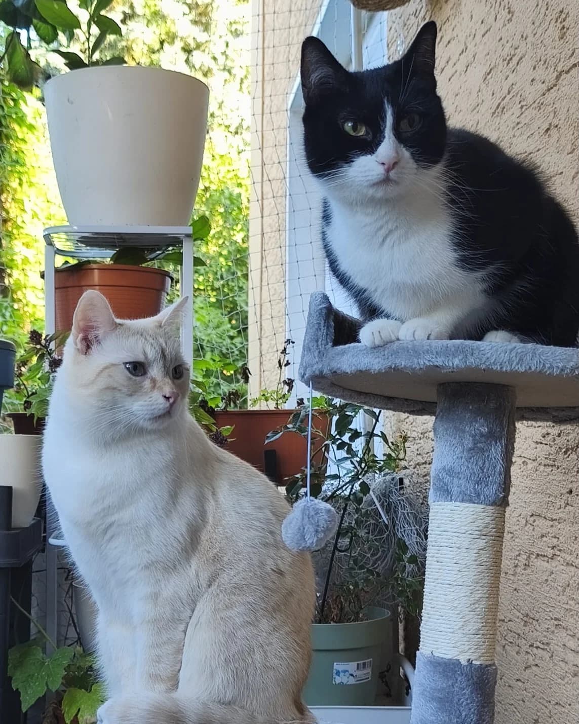 Knospe & Klee, rot female 5yo European Shorthair for adoption at Tierheim Velbert, Velbert
