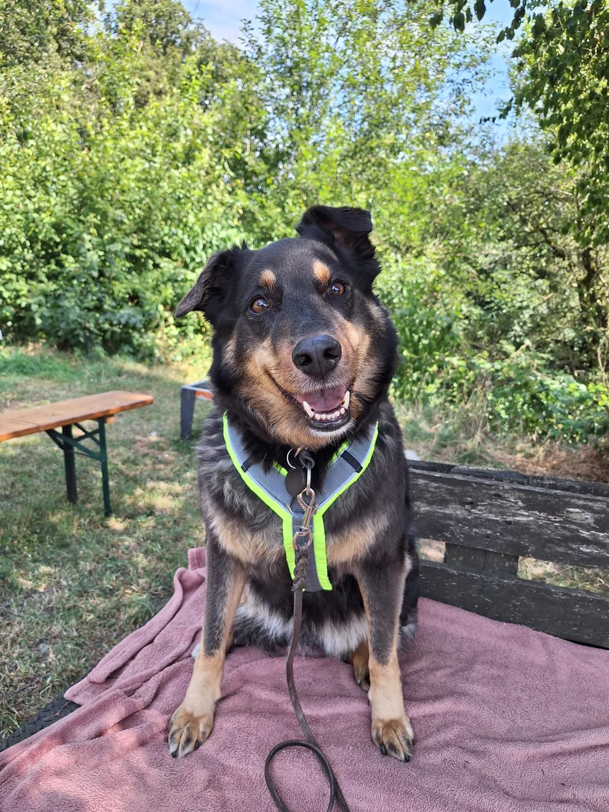 Leta, female senior Mixed Breed for adoption at Tierheim Velbert, Velbert