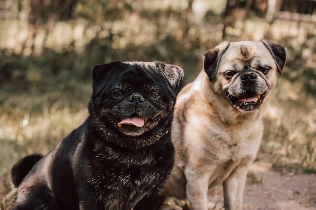 Otto – hat Interessenten (Anfragestopp!), male senior Pug for adoption at Tierheim Velbert, Velbert