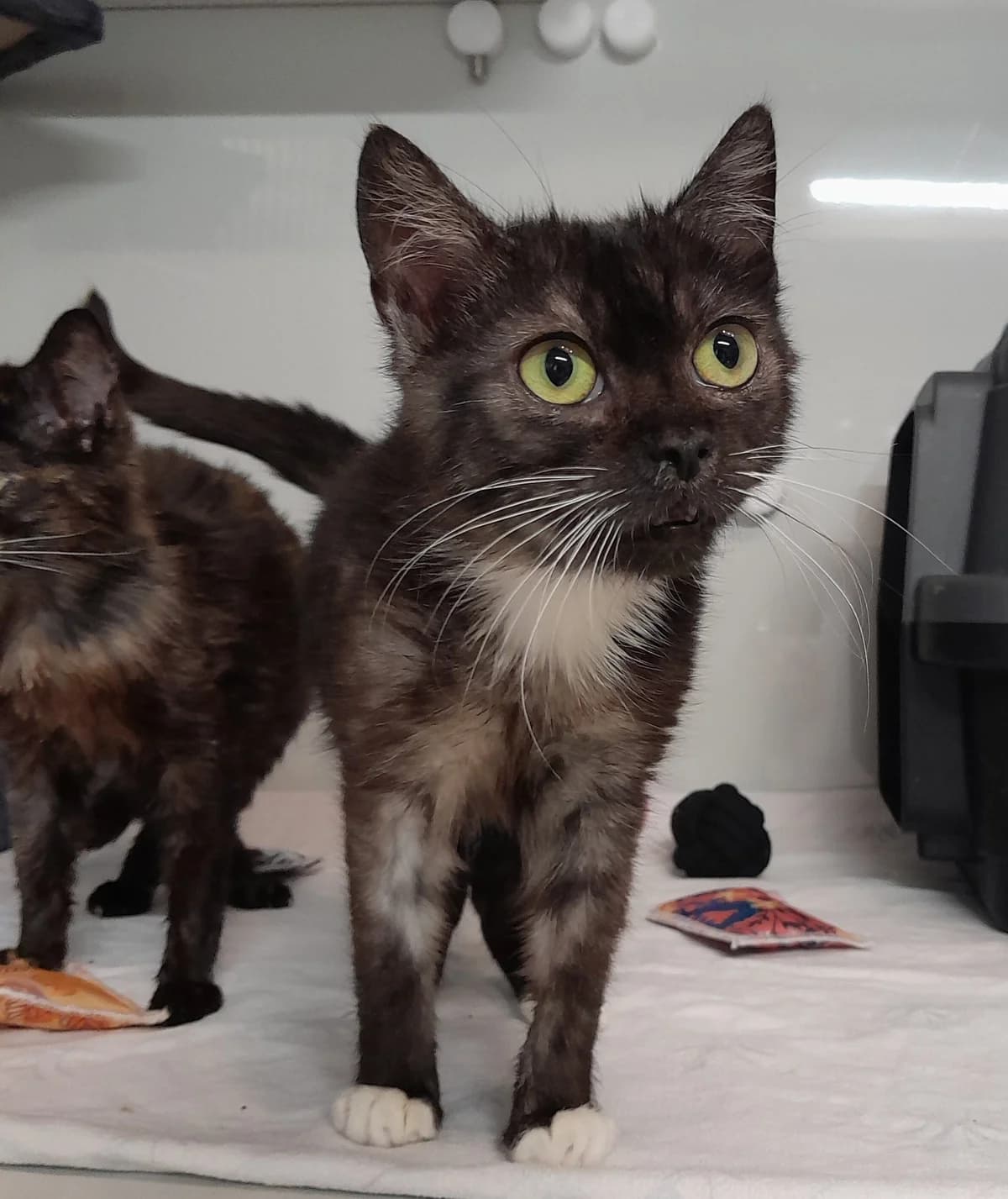 Peanut & Nugget, grau male puppy European Shorthair for adoption at Tierheim Velbert, Velbert