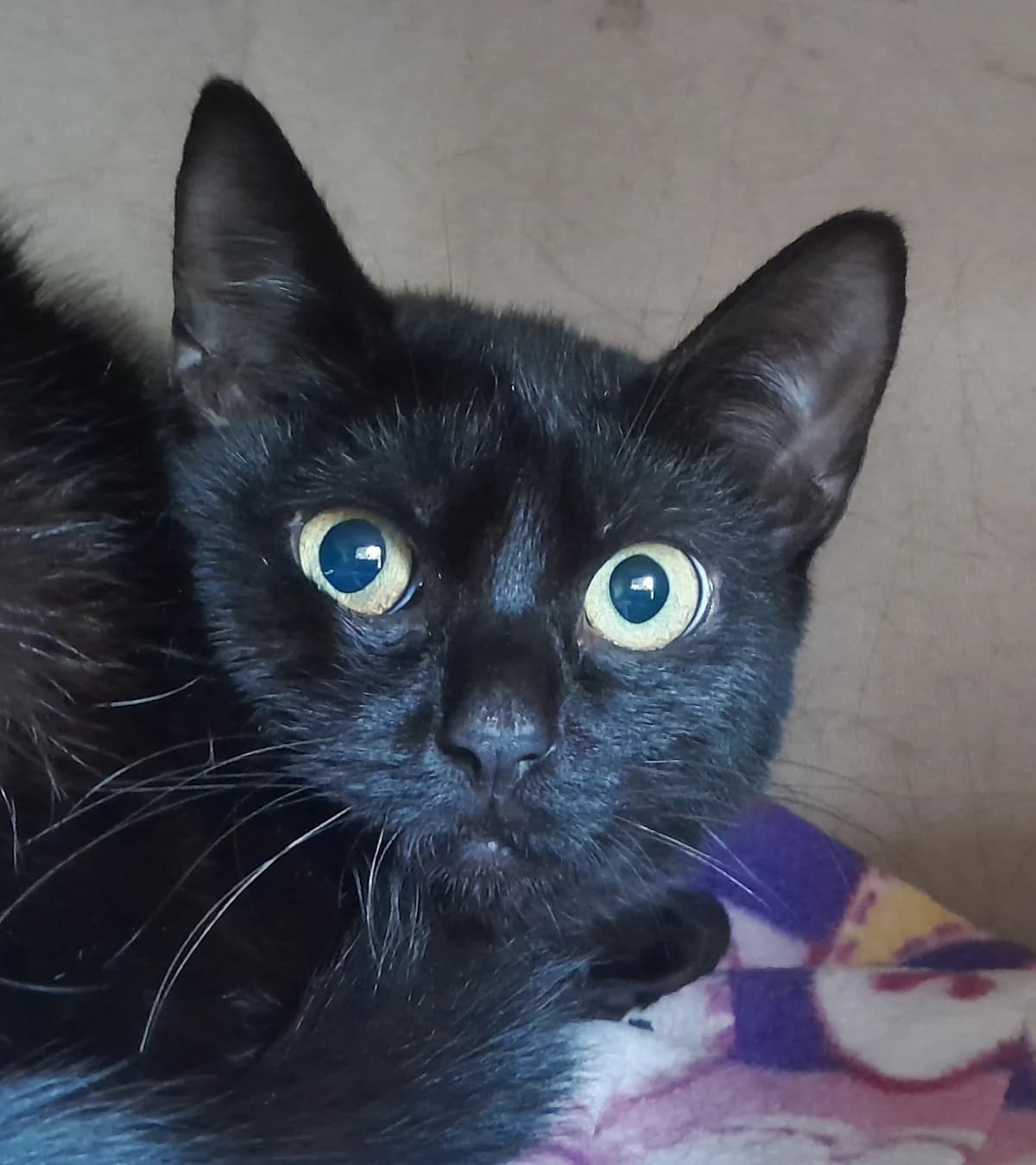 Pepper, schwarz female 3yo European Shorthair for adoption at Tierheim Velbert, Velbert