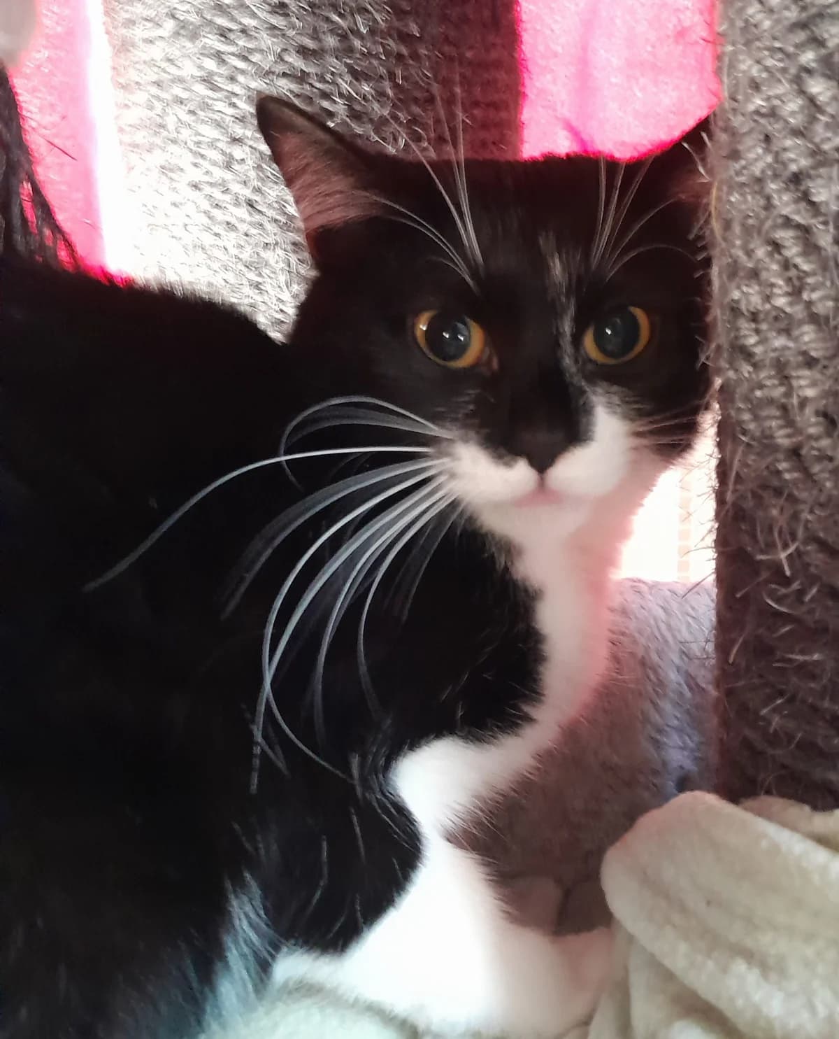 Samba und Salsa, schwarz female young European Shorthair for adoption at Tierheim Velbert, Velbert