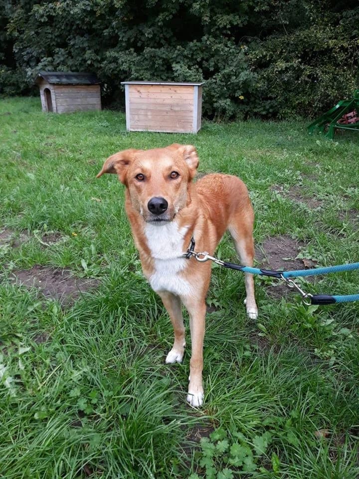 Chuck, male senior Mixed Breed for adoption at Tierheim Verden (Aller), Verden - Walle