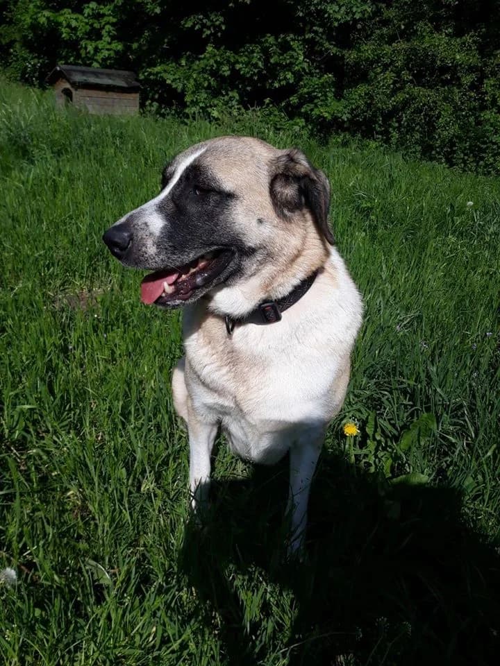 Hanna, Kangal for adoption at Tierheim Verden (Aller), Verden - Walle