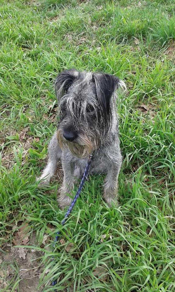 Percy, male senior Standard Schnauzer for adoption at Tierheim Verden (Aller), Verden - Walle
