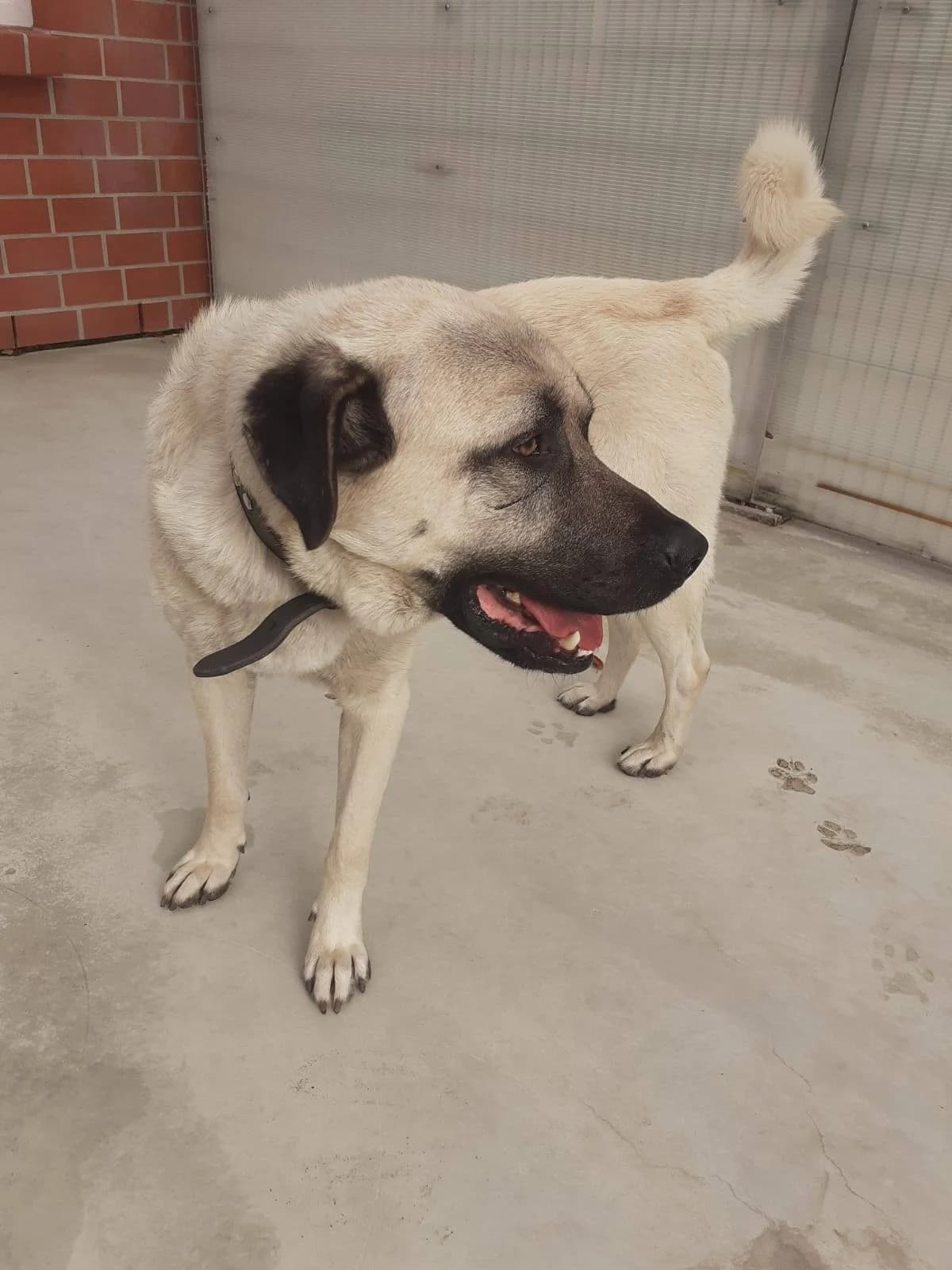 Reso, male senior Kangal for adoption at Tierheim Verden (Aller), Verden - Walle