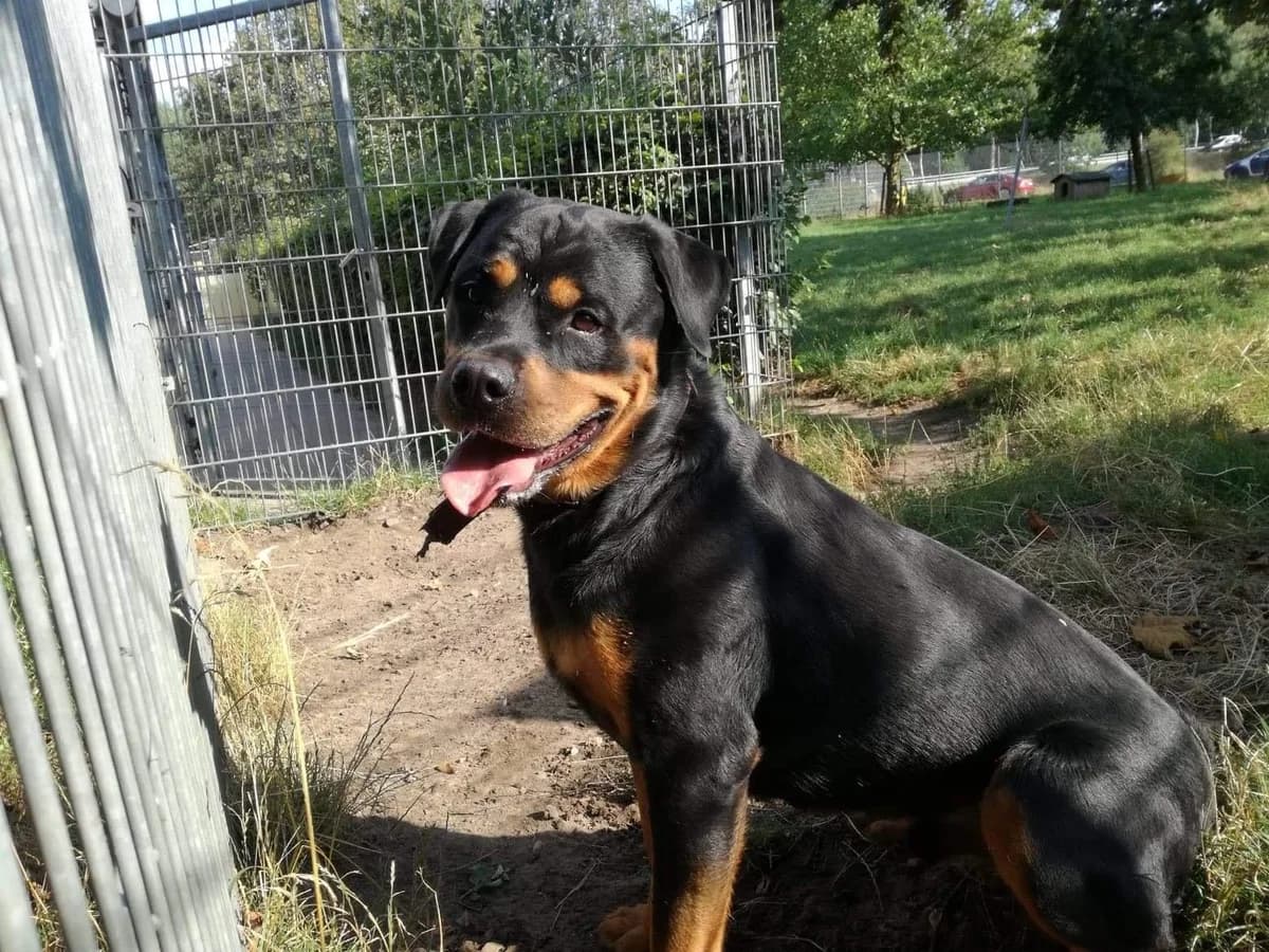 Thor, male senior Rottweiler for adoption at Tierheim Verden (Aller), Verden - Walle