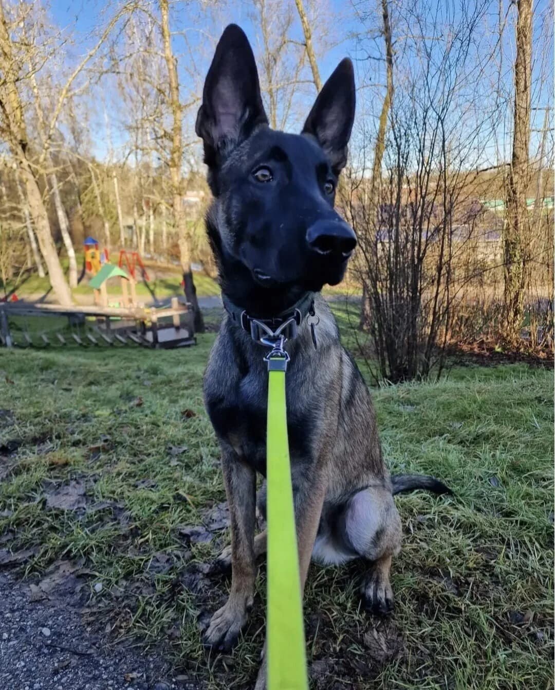 Aaron, male 4yo Belgian Malinois for adoption at Tierheim Waldkraiburg, Waldkraiburg