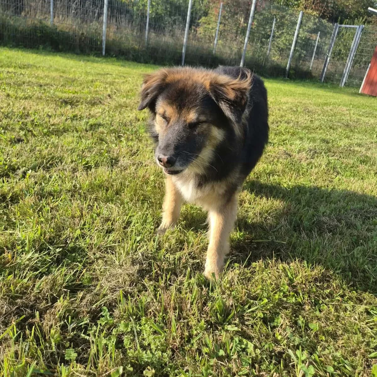 Aaron, male 4yo mixed breed for adoption at Tierheim Waldkraiburg, Waldkraiburg