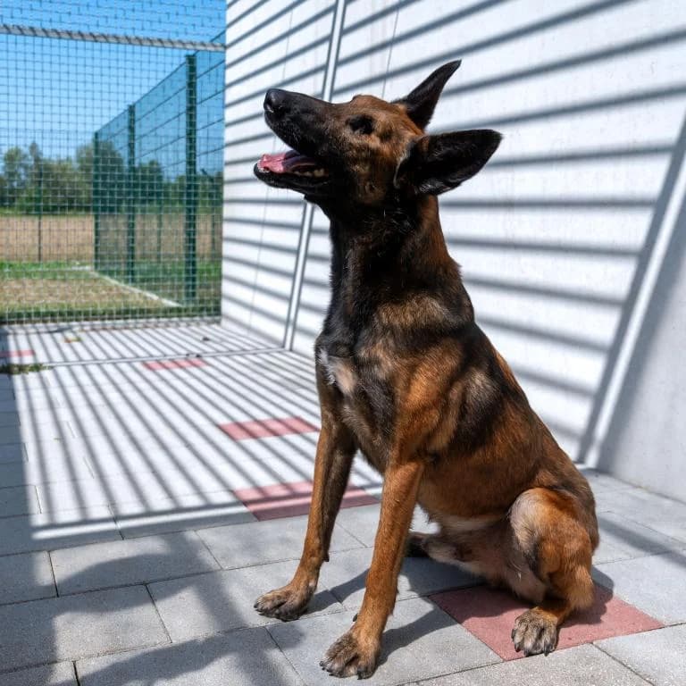 Micki, male 6yo Belgian Malinois for adoption at Tierheim Wangering, Deggendorf