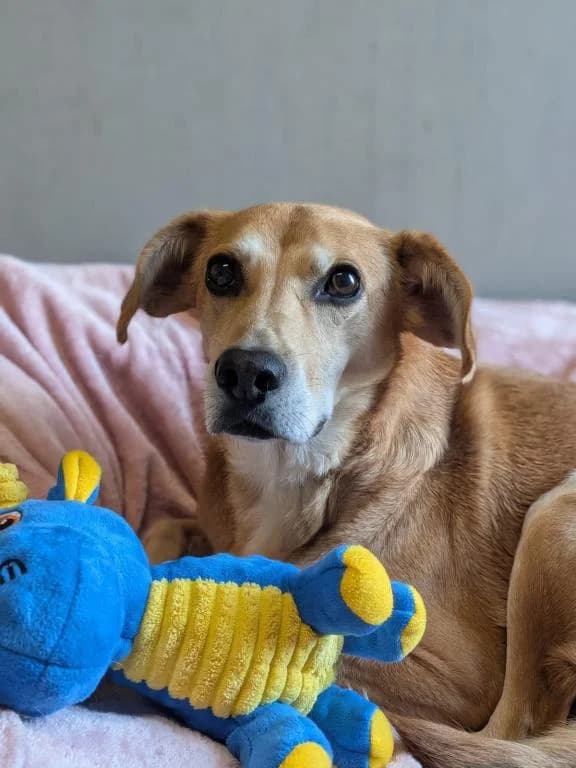 Murphy, male 5yo Mixed Breed for adoption at Tierheim Wangering, Deggendorf