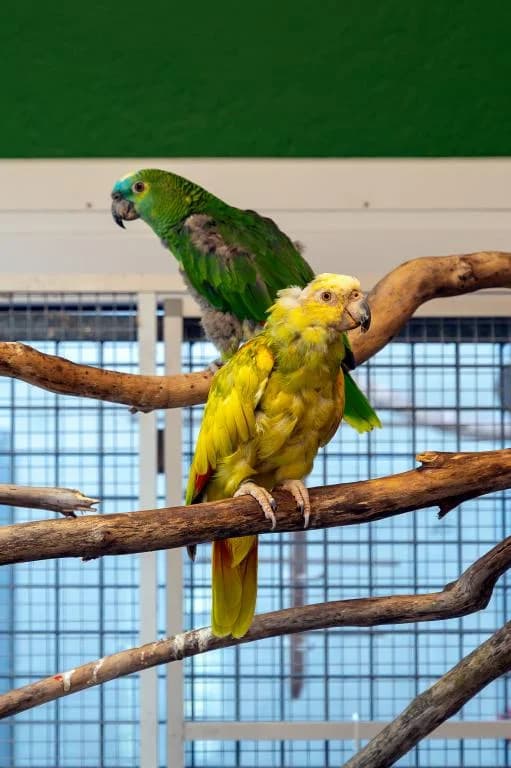 Coco & Pauline, female mixed breed for adoption at Tierheim Wangering, Deggendorf