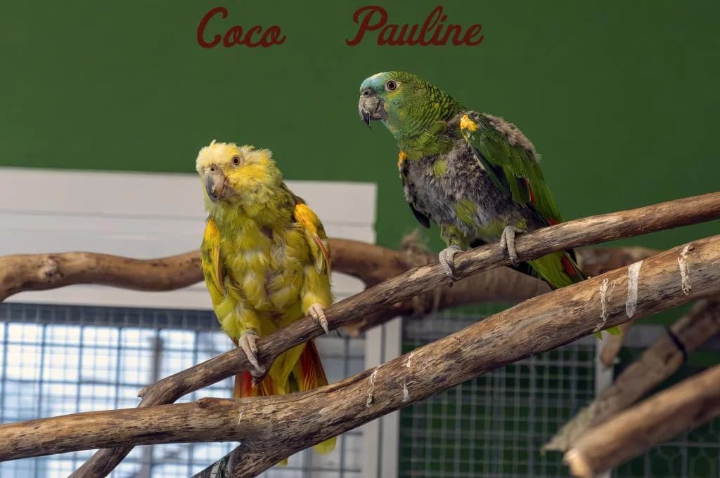 Coco & Pauline, female mixed breed for adoption at Tierheim Wangering, Deggendorf