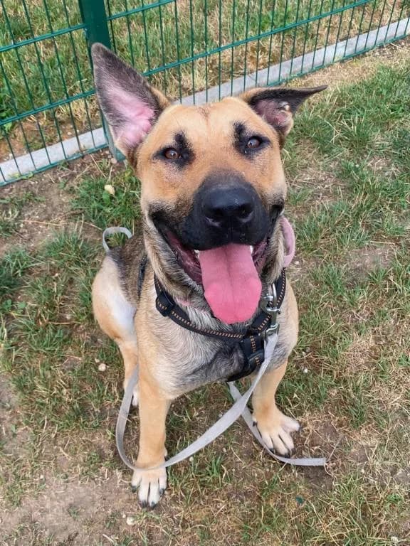 Kira, female 3yo German Shepherd for adoption at Tierheim Wangering, Deggendorf