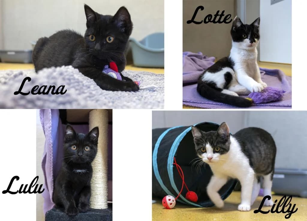 Lilly & Leana, female puppy mixed breed for adoption at Tierheim Wangering, Deggendorf