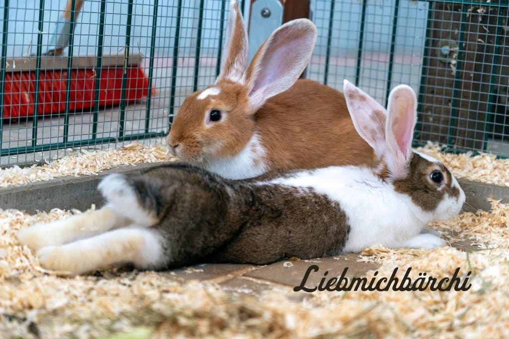 Liebmichbärchi, female puppy mixed breed for adoption at Tierheim Wangering, Deggendorf