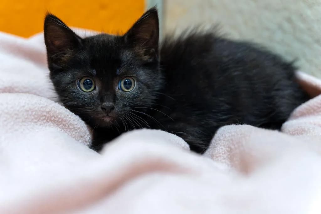 Elli, female puppy mixed breed for adoption at Tierheim Wangering, Deggendorf