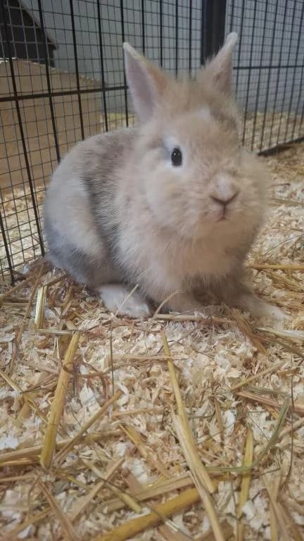 Gonzo, male mixed breed for adoption at Tierheim Wangering, Deggendorf