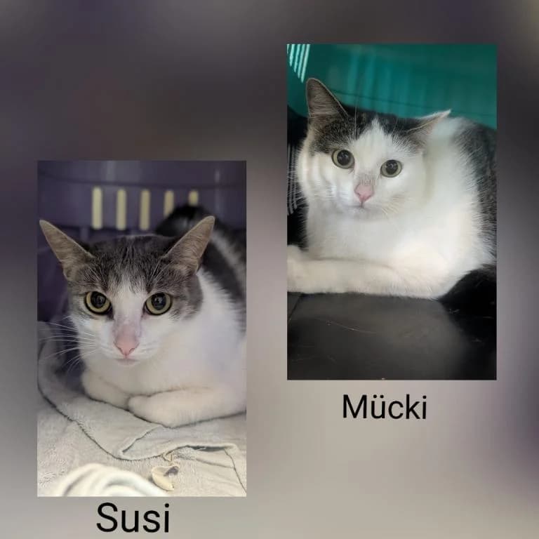 Susi und Mücki, female young mixed breed for adoption at Tierheim Wangering, Deggendorf
