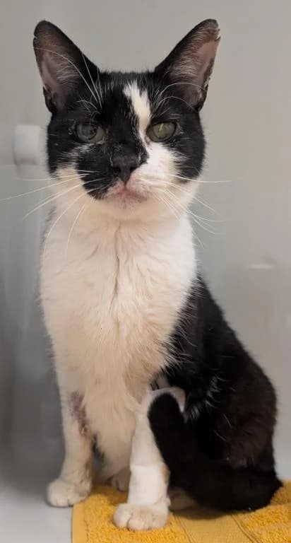 Gerald, male senior mixed breed for adoption at Tierheim Wangering, Deggendorf
