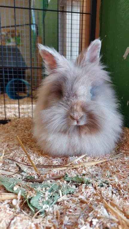 Elfi, female young mixed breed for adoption at Tierheim Wangering, Deggendorf