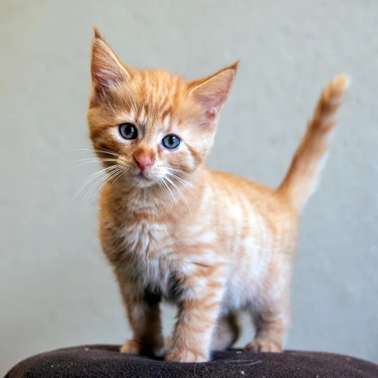 Carla, female puppy mixed breed for adoption at Tierheim Wangering, Deggendorf