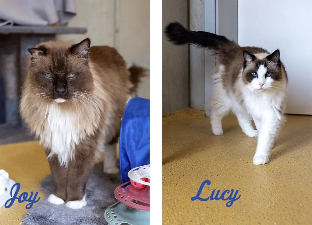 Joy & Lucy, female senior Ragdoll for adoption at Tierheim Wangering, Deggendorf
