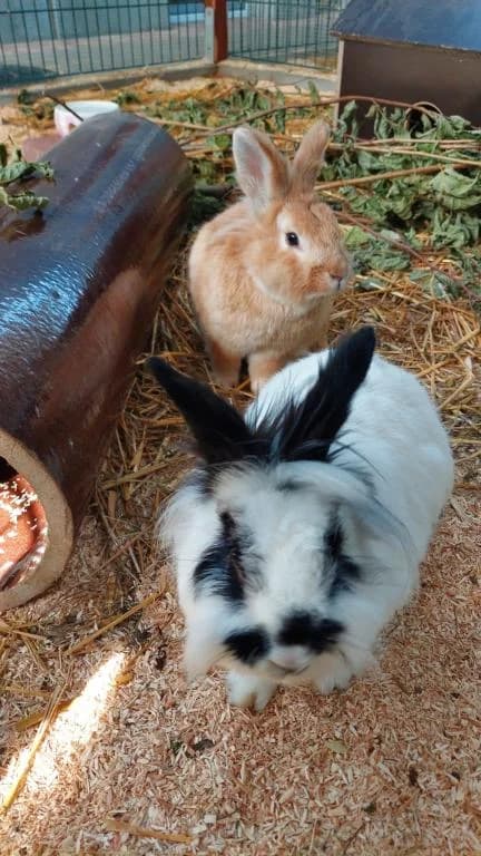 Billi&Bobby, 5yo mixed breed for adoption at Tierheim Wangering, Deggendorf
