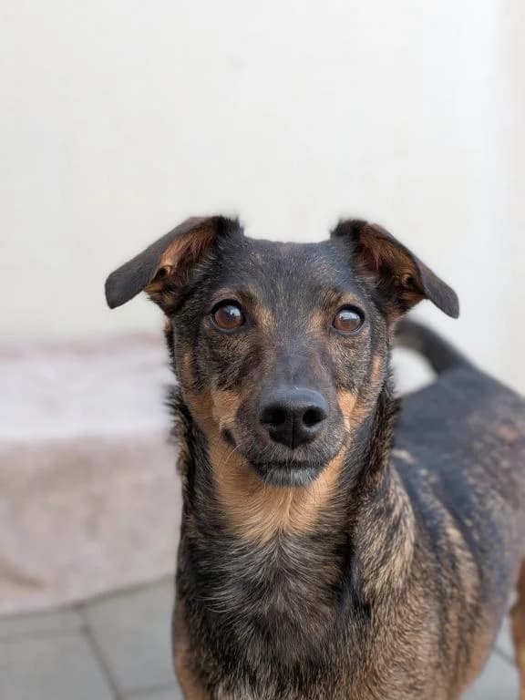 Josie, female 6yo Mixed Breed for adoption at Tierheim Wangering, Deggendorf