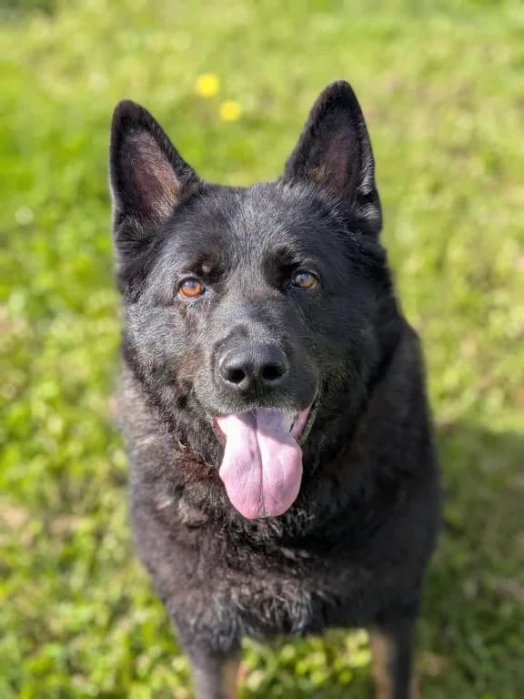 Cash, male 7yo German Shepherd for adoption at Tierheim Wangering, Deggendorf