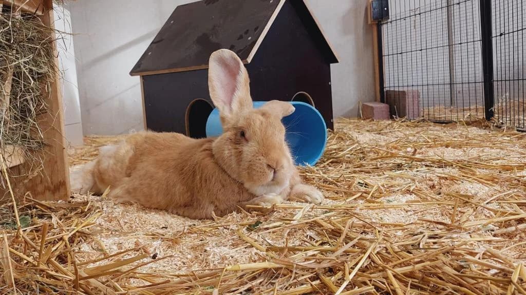 Xaver, male 6yo mixed breed for adoption at Tierheim Wangering, Deggendorf