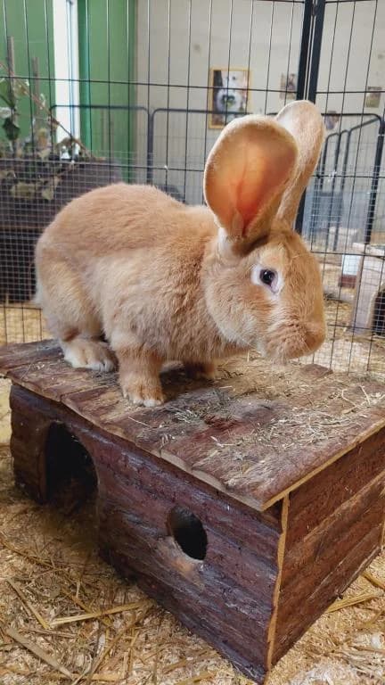 Paul, male young mixed breed for adoption at Tierheim Wangering, Deggendorf