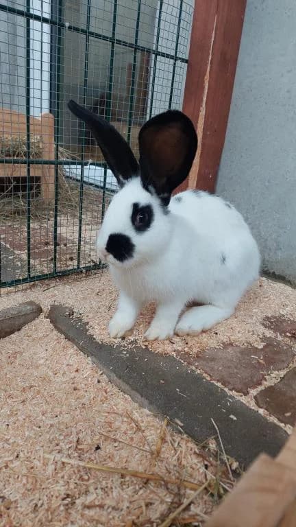 Max, male mixed breed for adoption at Tierheim Wangering, Deggendorf