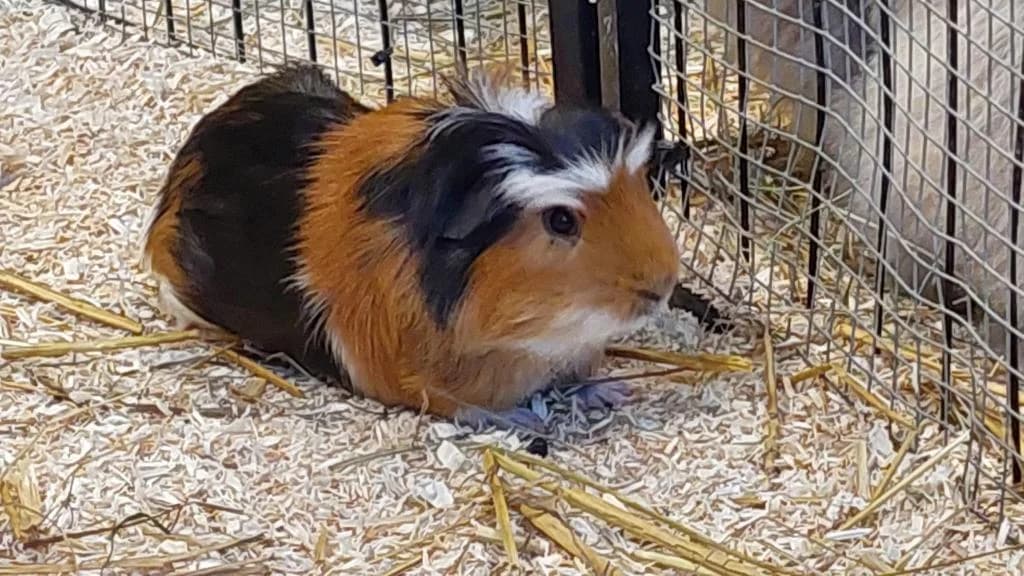 Brezel, male young Mixed Breed for adoption at Tierheim Wangering, Deggendorf