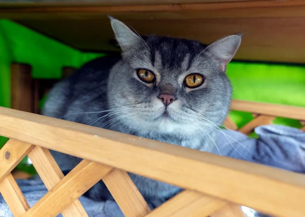 Bruno, male puppy British Shorthair for adoption at Tierheim Wangering, Deggendorf