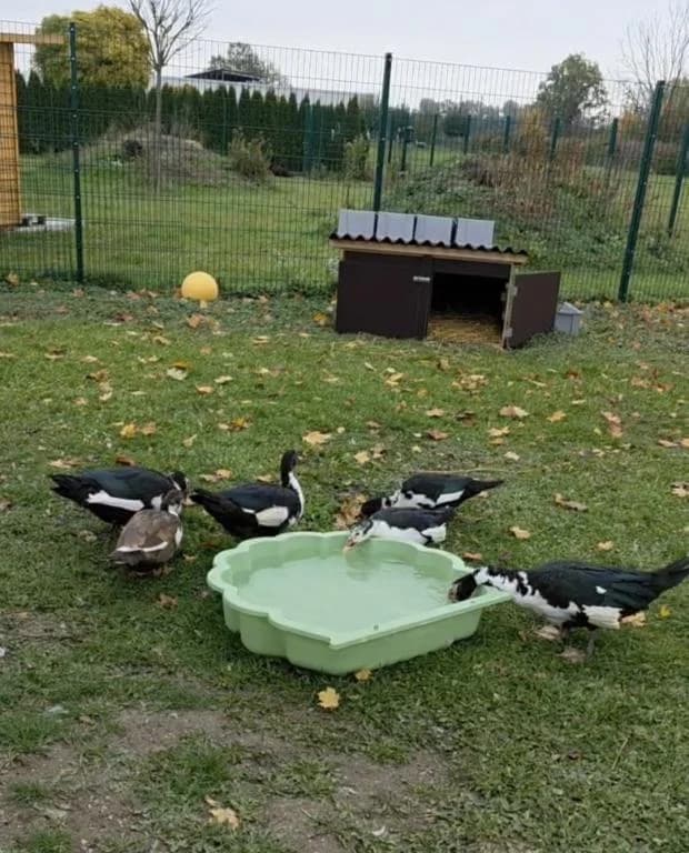 Flugenten, mixed breed for adoption at Tierheim Wangering, Deggendorf