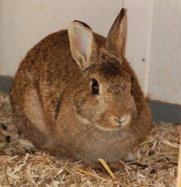 Hoppler auf Heimatsuche, Mixed Breed for adoption at Tierheim Wannigsmuhle, Wannigsmühle