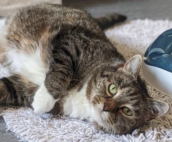 Milow, senior European Shorthair for adoption at Tierheim Wannigsmuhle, Wannigsmühle