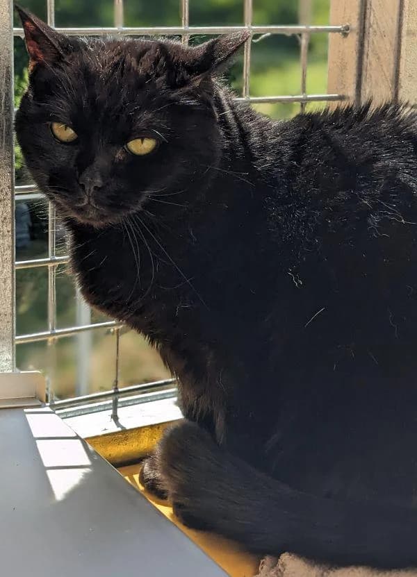 Kira, female senior European Shorthair for adoption at Tierheim Wannigsmuhle, Wannigsmühle