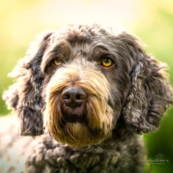 Theo, 5yo Cockapoo for adoption at Tierheim Wannigsmuhle, Wannigsmühle