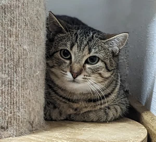 Colette, female young European Shorthair for adoption at Tierheim Wannigsmuhle, Wannigsmühle