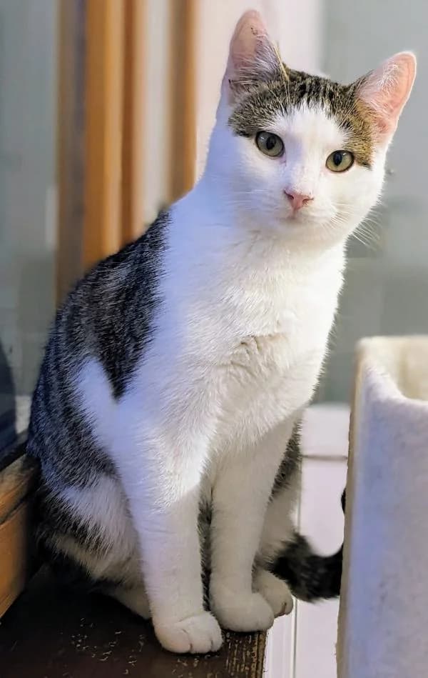 Greg, young European Shorthair for adoption at Tierheim Wannigsmuhle, Wannigsmühle