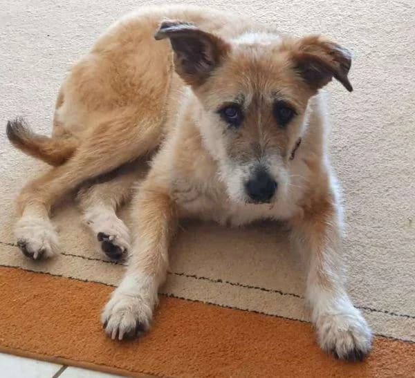 Suna Vermittlungshilfe, female mixed breed for adoption at Tierheim Wannigsmuhle, Wannigsmühle