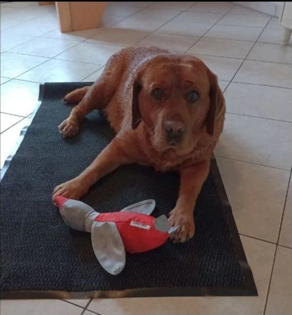 Ona Vermittlungshilfe, female Labrador Retriever for adoption at Tierheim Wannigsmuhle, Wannigsmühle