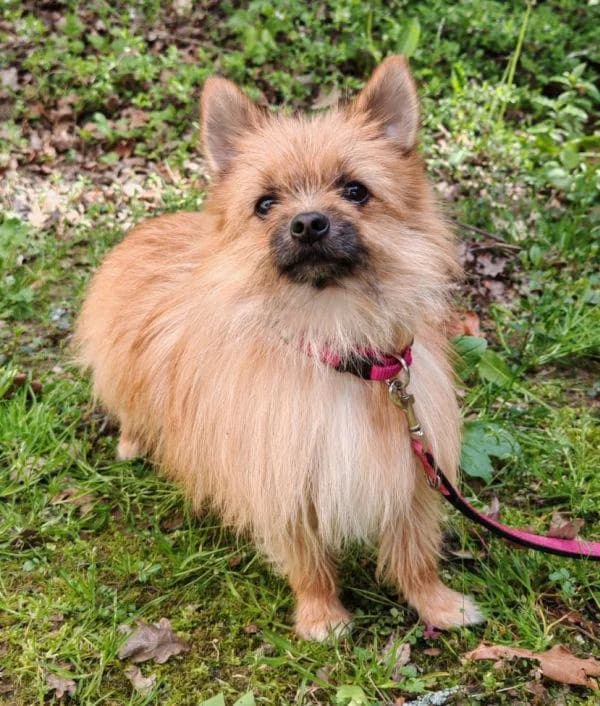 Moris, young Mixed Breed for adoption at Tierheim Wannigsmuhle, Wannigsmühle