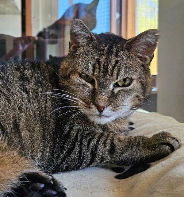 Tieger, senior European Shorthair for adoption at Tierheim Wannigsmuhle, Wannigsmühle