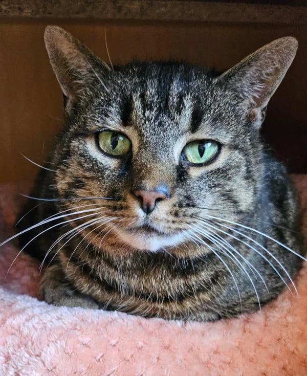 Max, senior European Shorthair for adoption at Tierheim Wannigsmuhle, Wannigsmühle