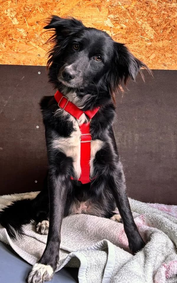 Bibi, female young Border Collie for adoption at Tierheim Wannigsmuhle, Wannigsmühle